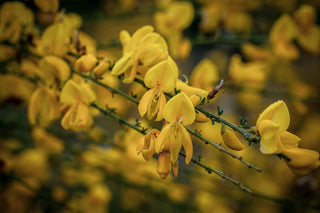 Besenginster, Triebe mit zahlreichen gelben Blüten