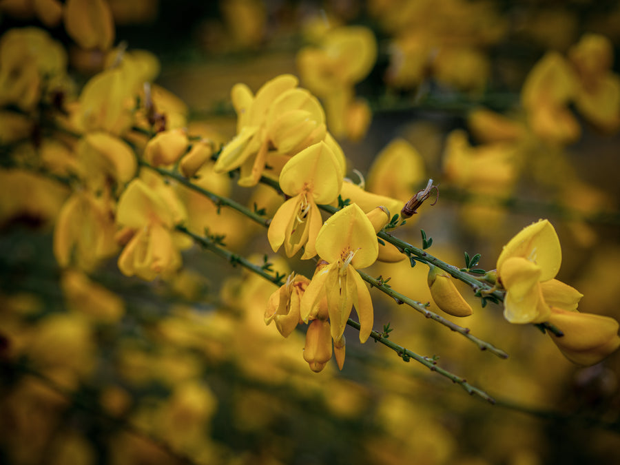Besenginster — Cytisus scoparius