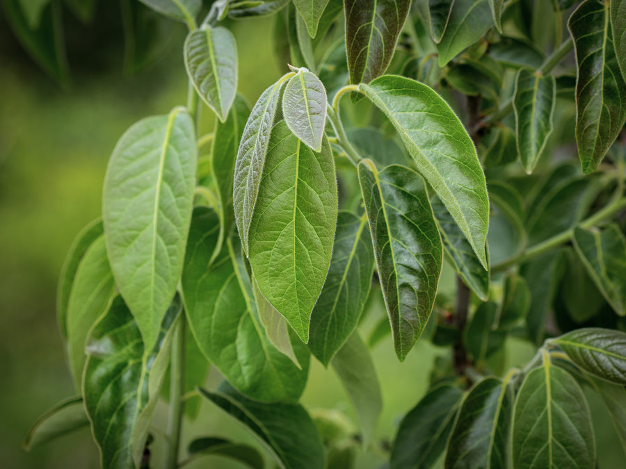 Amerikanische Kaki Meader — Diospyros virginiana 'Meader'