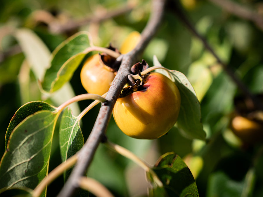 Amerikanische Kaki Meader — Diospyros virginiana 'Meader'