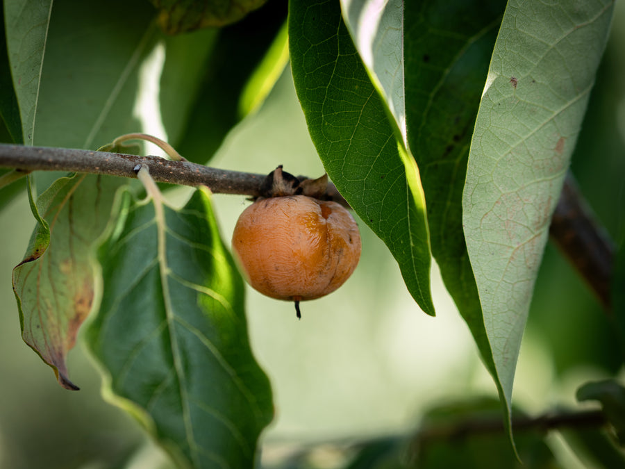 Amerikanische Kaki Meader — Diospyros virginiana 'Meader'