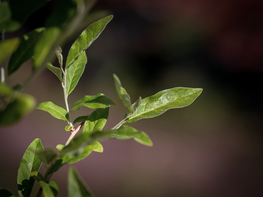 Vielblütige Ölweide — Elaeagnus multiflora