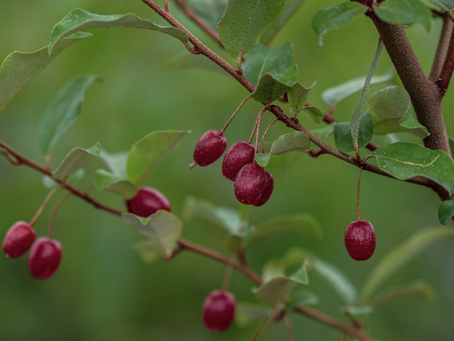Vielblütige Ölweide Leonore — Elaeagnus multiflora 'Leonore'