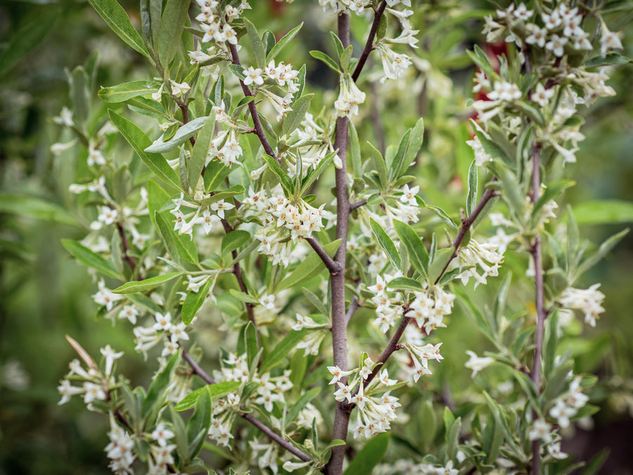 Vielblütige Ölweide Leonore — Elaeagnus multiflora 'Leonore'
