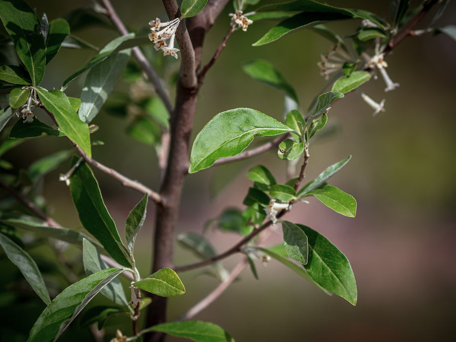 Korallenölweide Amber — Elaeagnus umbellata 'Amber'