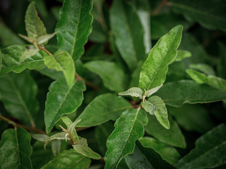 Korallenölweide Amber — Elaeagnus umbellata 'Amber'