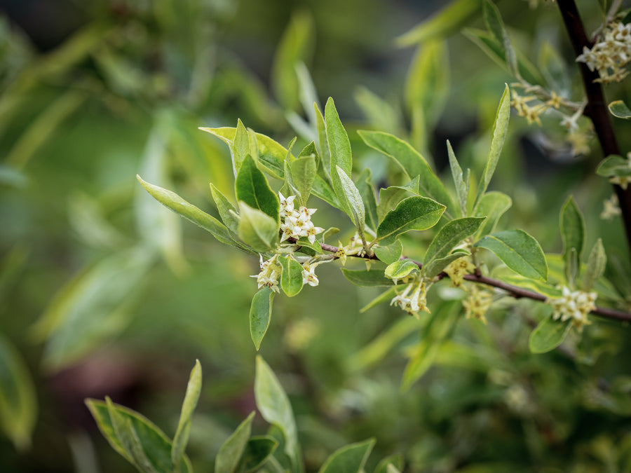 Korallenölweide Amber — Elaeagnus umbellata 'Amber'