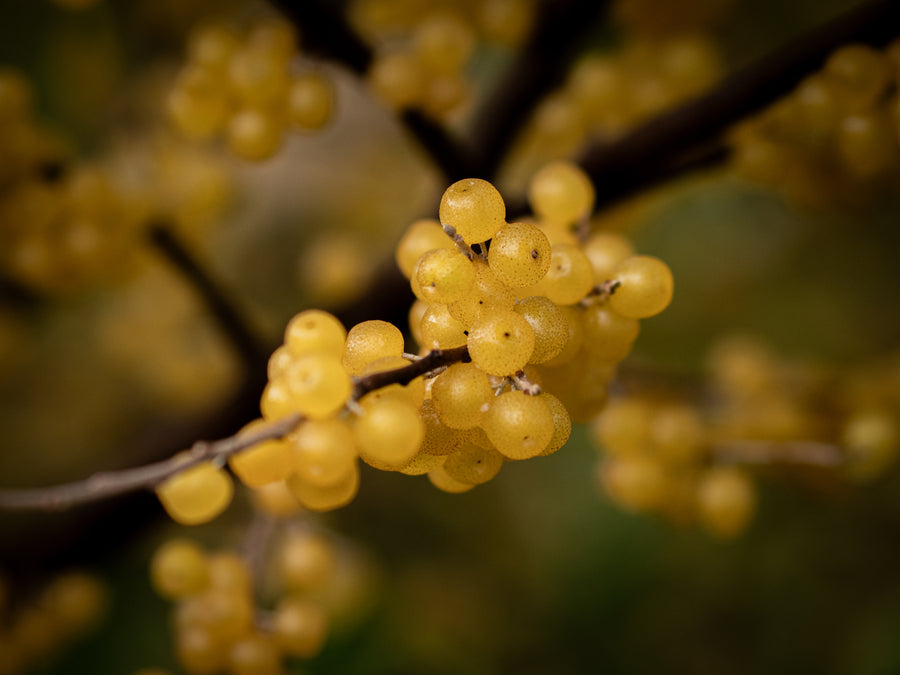 Korallenölweide Amber — Elaeagnus umbellata 'Amber'