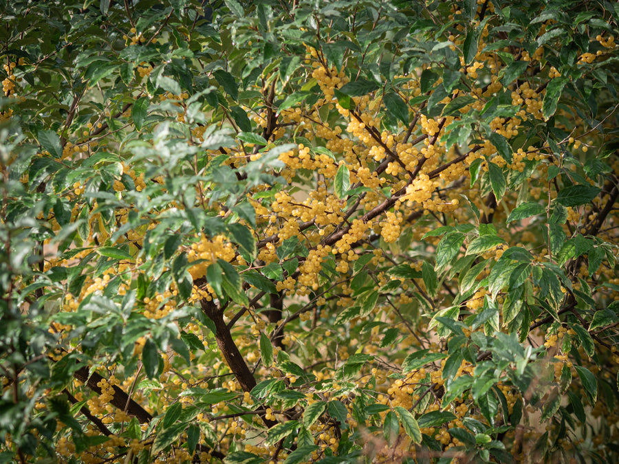 Korallenölweide Amber — Elaeagnus umbellata 'Amber'