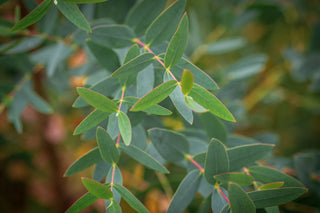 Kleinblättriger Eukalyptus, Blätter
