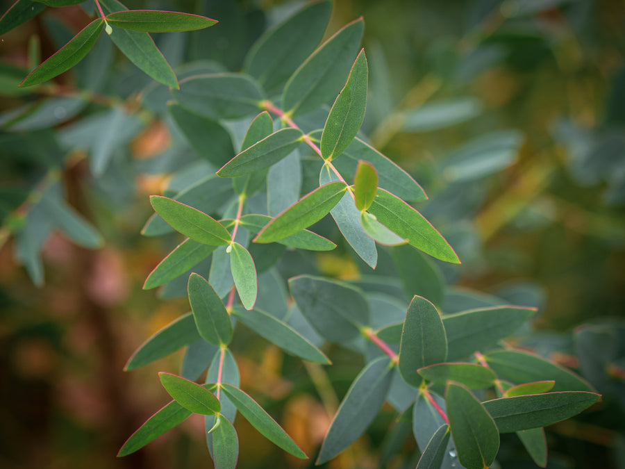 Kleinblättriger Eukalyptus — Eucalyptus parvifolia