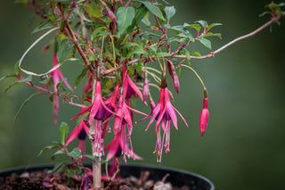 Magellan-Fuchsie Gracilis, geöffnete Blüten im Detail