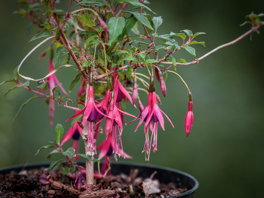 Magellan-Fuchsie Gracilis — Fuchsia magellanica var. gracilis