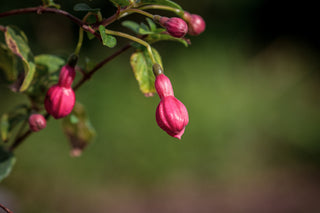 Fuchsie Phyllis, Blüte im Detail