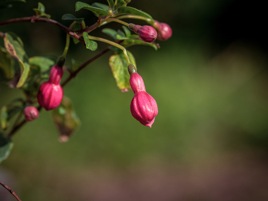 Fuchsie Phyllis — Fuchsia 'Phyllis'