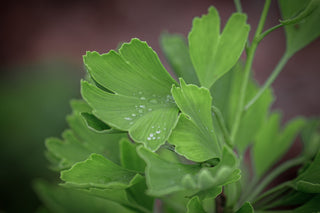 Ginkgo, Blätter mit Regentropfen im Detail