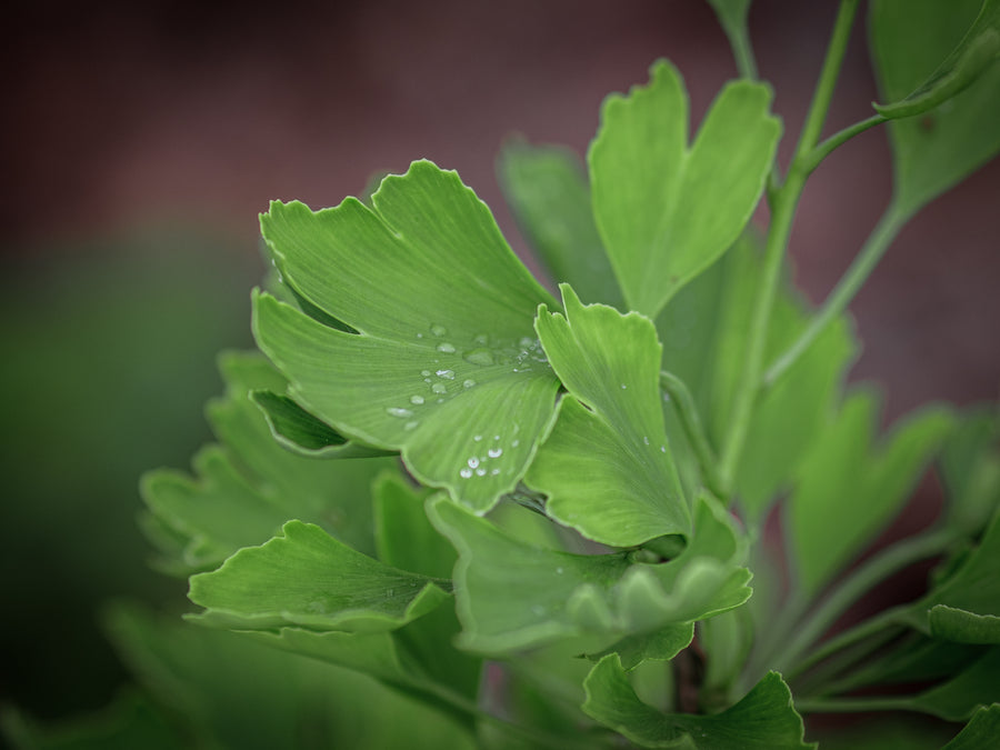 Ginkgo — Ginkgo biloba