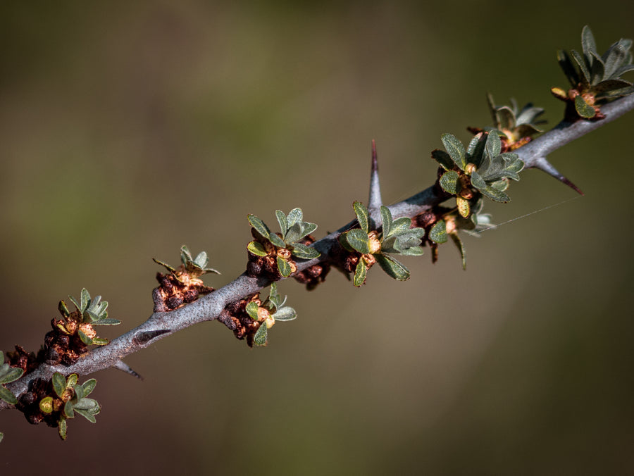 Sanddorn Frugana — Hippophae rhamnoides 'Frugana'