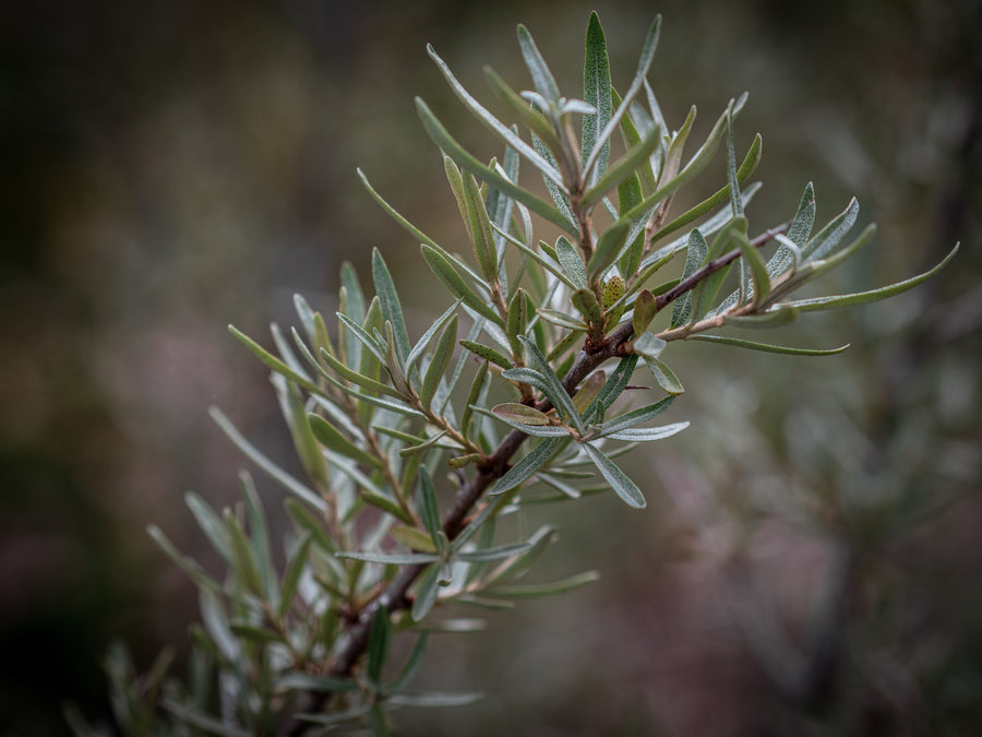 Sanddorn Frugana — Hippophae rhamnoides 'Frugana'