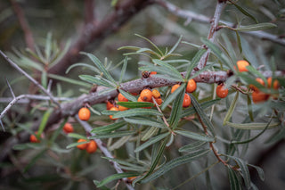 Sanddorn Frugana, Trieb mit orangefarbenen Früchten