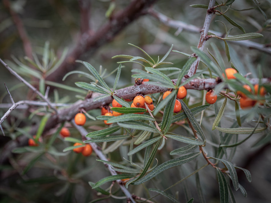 Sanddorn Frugana — Hippophae rhamnoides 'Frugana'