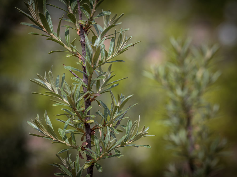 Sanddorn Leikora — Hippophae rhamnoides 'Leikora'