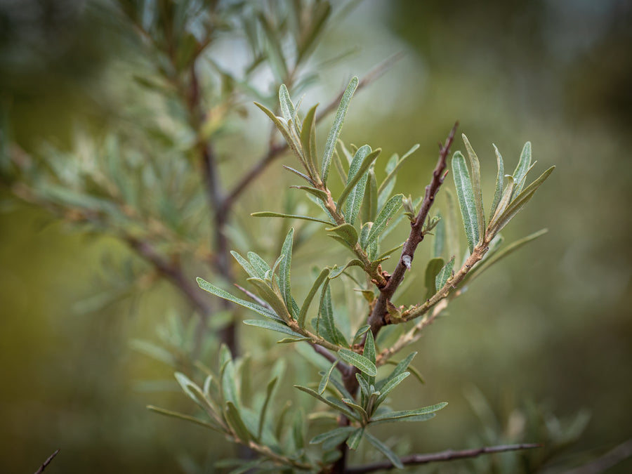 Sanddorn Leikora — Hippophae rhamnoides 'Leikora'
