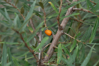 Sanddorn Leikora, Trieb mit Blättern und orangefarbener Frucht