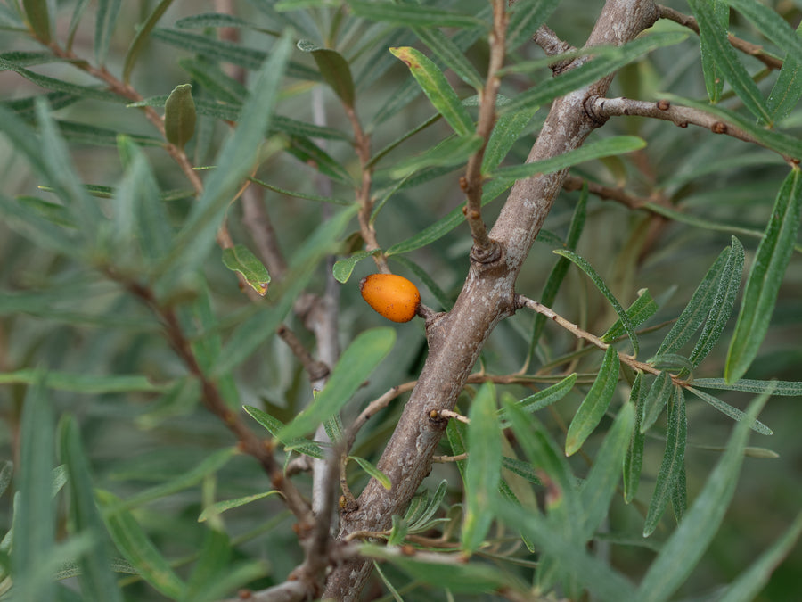 Sanddorn Leikora — Hippophae rhamnoides 'Leikora'