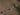 Sanddorn Pollmix 2, bedornter Trieb mit Blättern im Detail