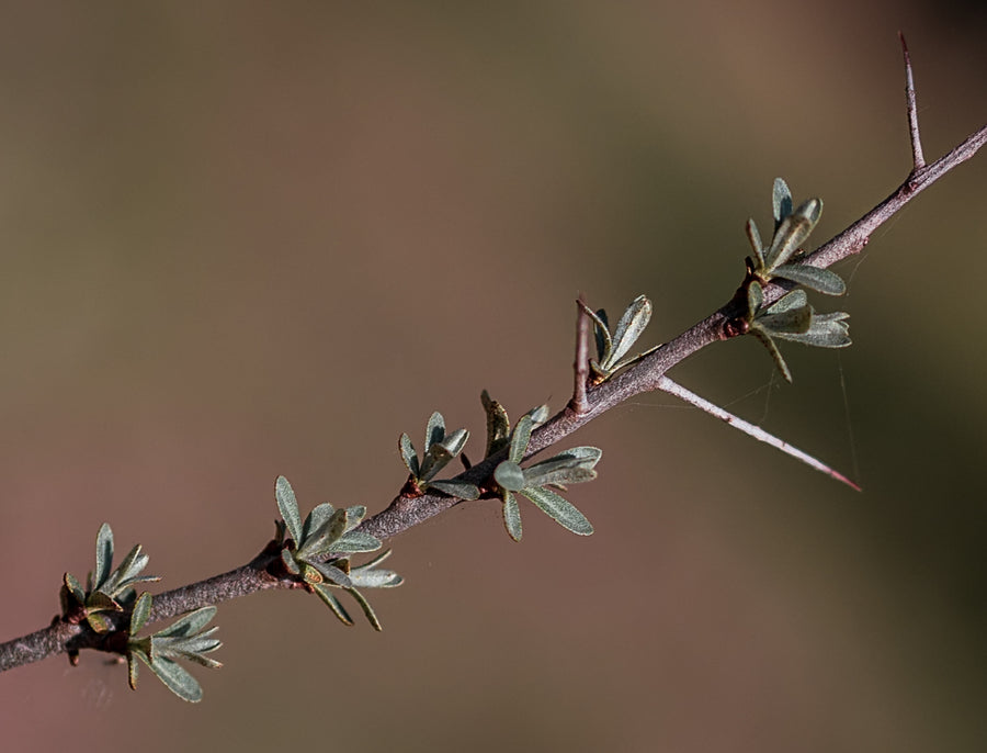 Sanddorn Pollmix 2 — Hippophae rhamnoides 'Pollmix 2'