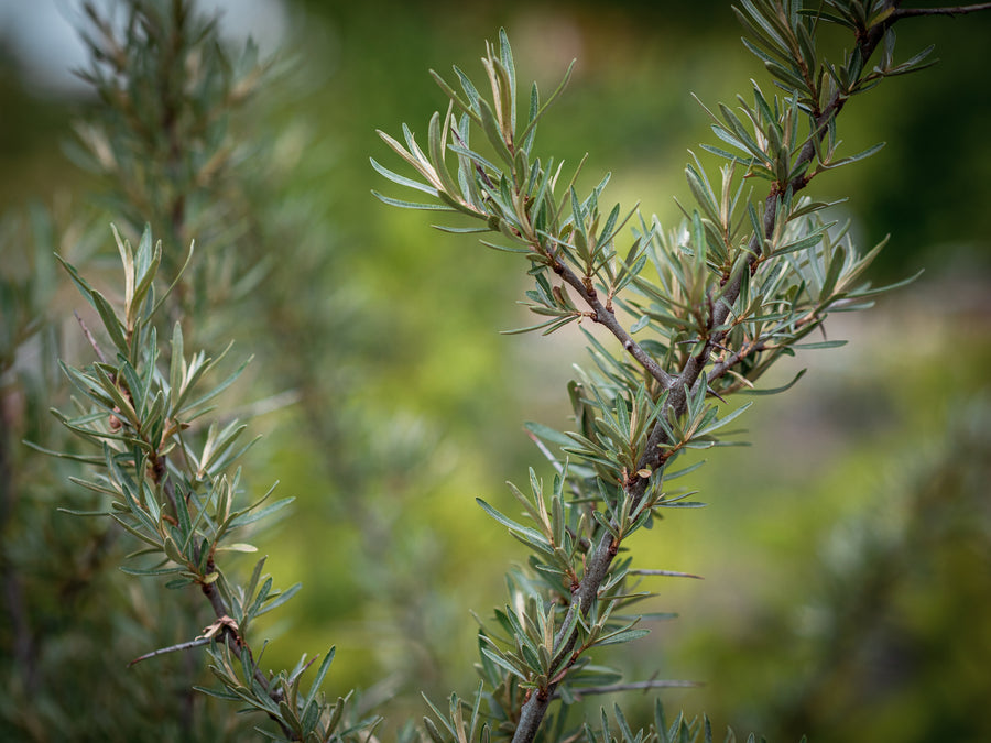 Sanddorn Pollmix 2 — Hippophae rhamnoides 'Pollmix 2'