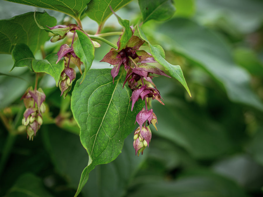 Karamellbeere Purple Rain — Leycesteria formosa 'Purple Rain'