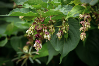 Karamellbeere Purple Rain, hängende Blüten mit violetten Blütenblättern und weißen Blüten