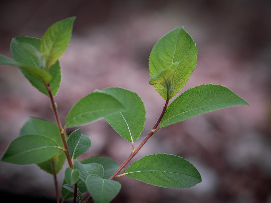 Fieberstrauch — Lindera benzoin