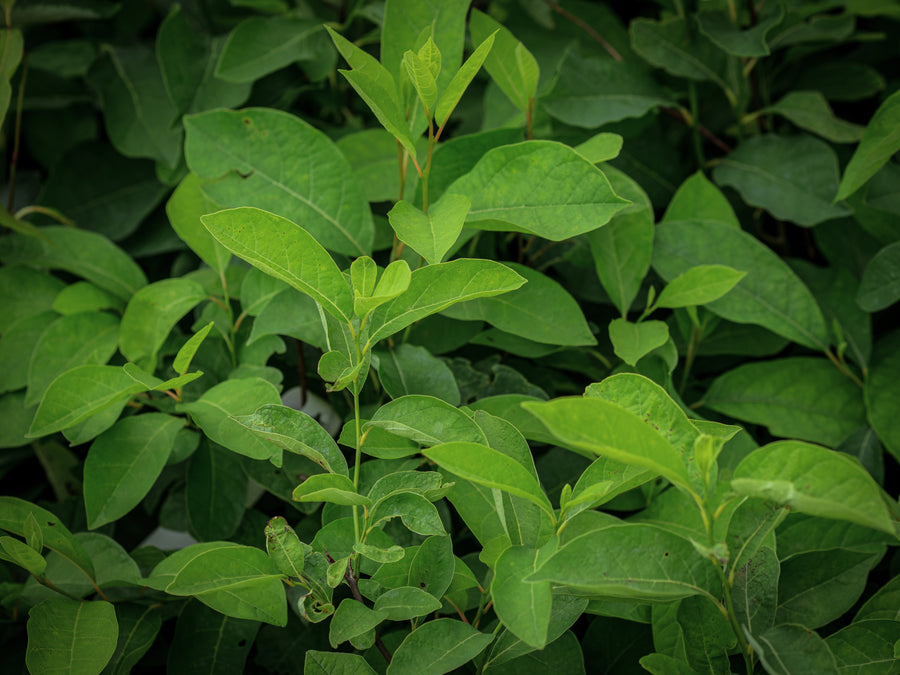 Fieberstrauch — Lindera benzoin