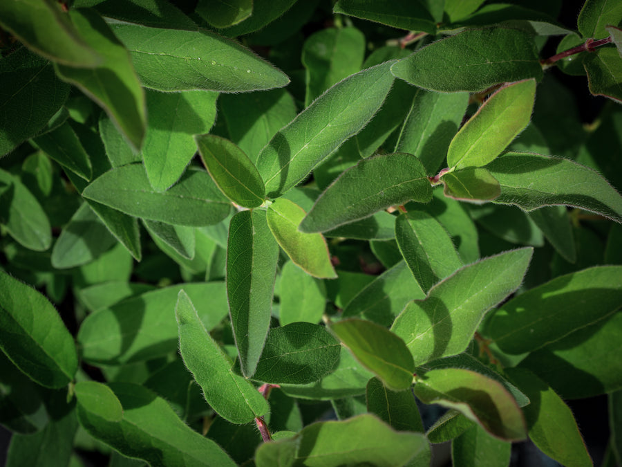 Sibirische Blaubeere Borealis — Lonicera caerulea var. kamtschatica 'Borealis'