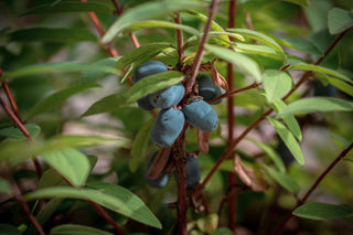 Sibirische Blaubeere Myberry Sweet, reife Früchte im Detail