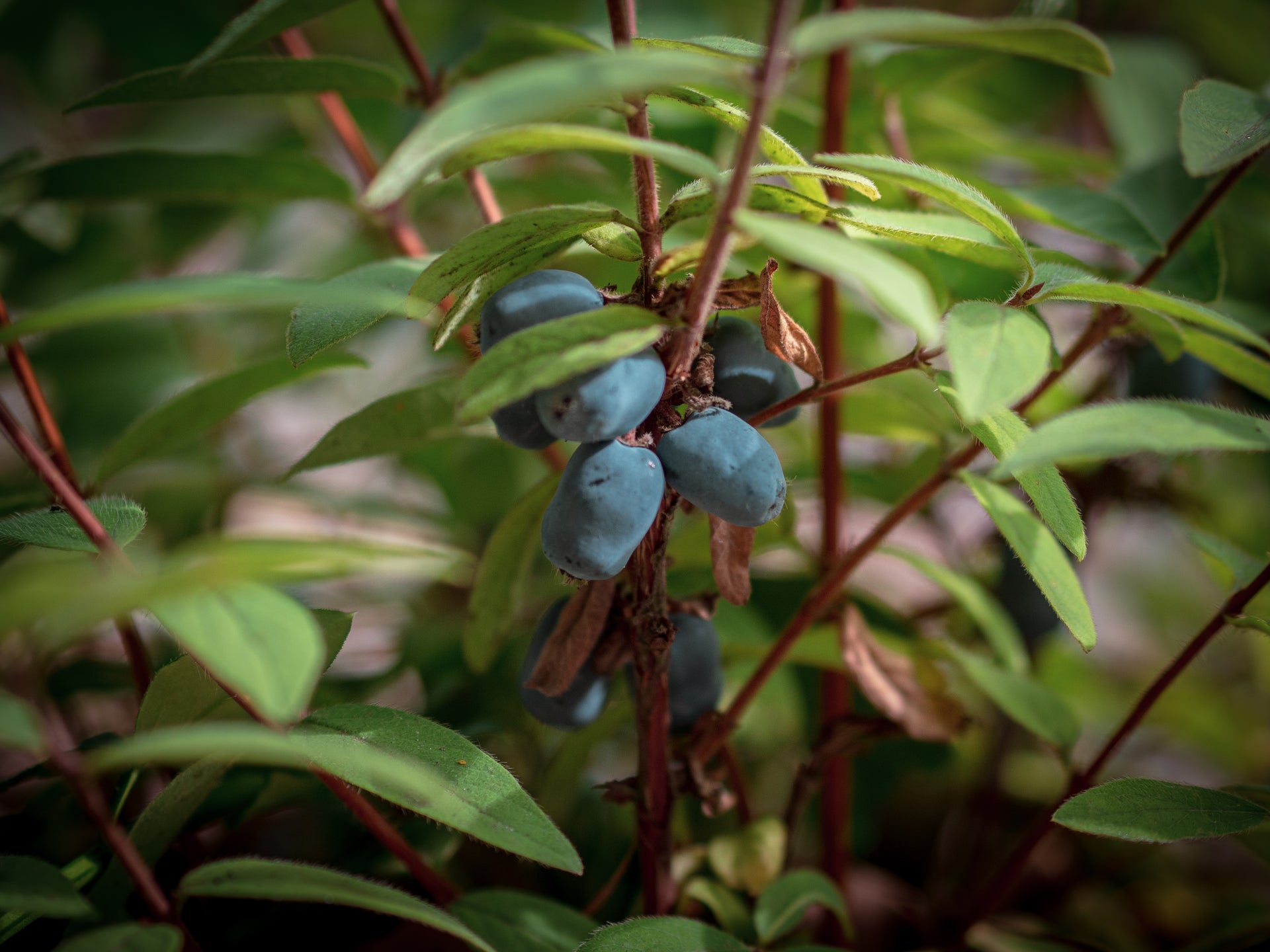 Sibirische Blaubeere Borealis - Lonicera caerulea var. kamtschatica