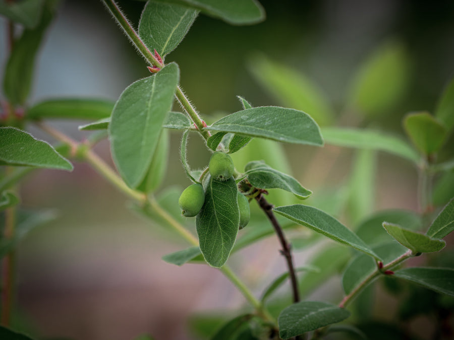 Sibirische Blaubeere Indigo Gem — Lonicera caerulea var. kamtschatica 'Indigo Gem'