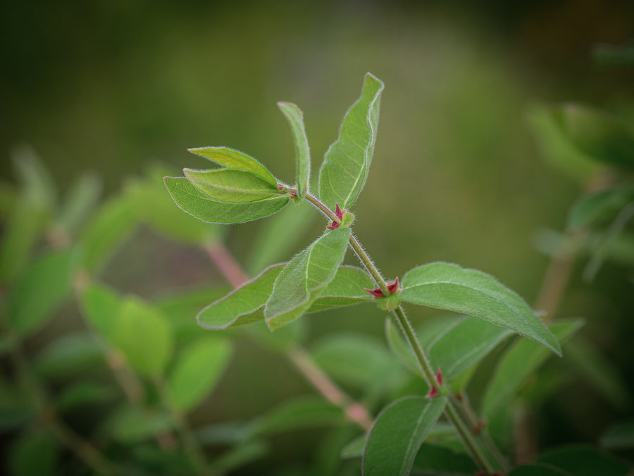 Sibirische Blaubeere Indigo Gem — Lonicera caerulea var. kamtschatica 'Indigo Gem'