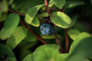 Sibirische Blaubeere Myberry Farm, reife Früchte im Detail