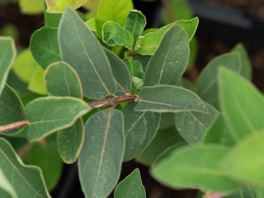 Sibirische Blaubeere Duet — Lonicera caerulea 'Duet'