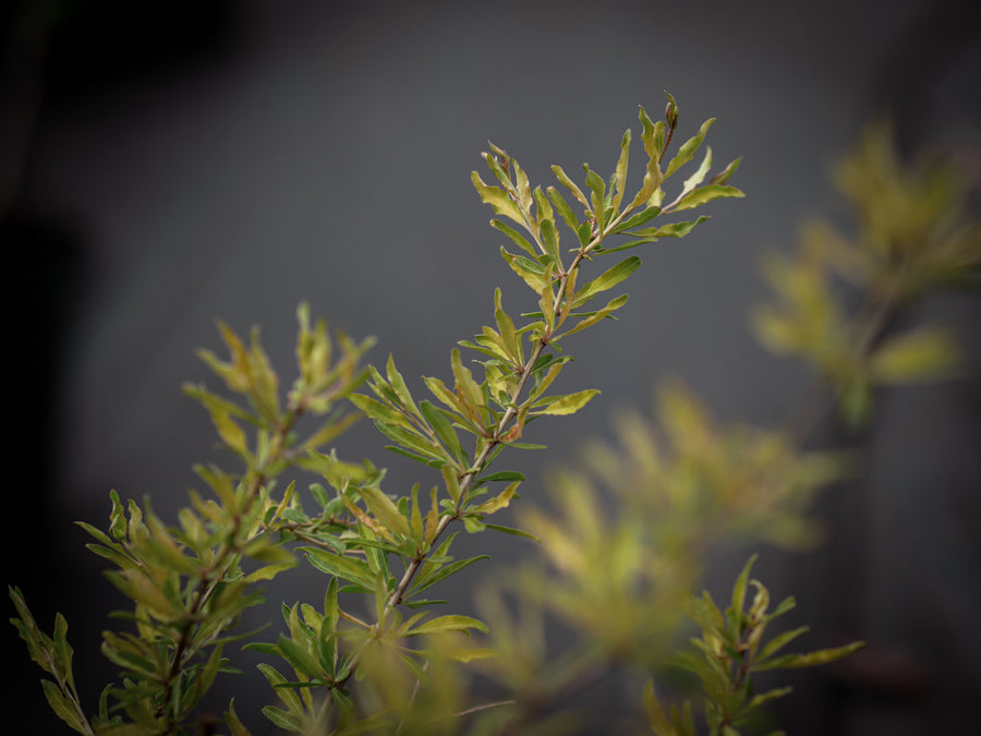 Goji Sweet Lifeberry — Lycium barbarum 'Sweet Lifeberry'