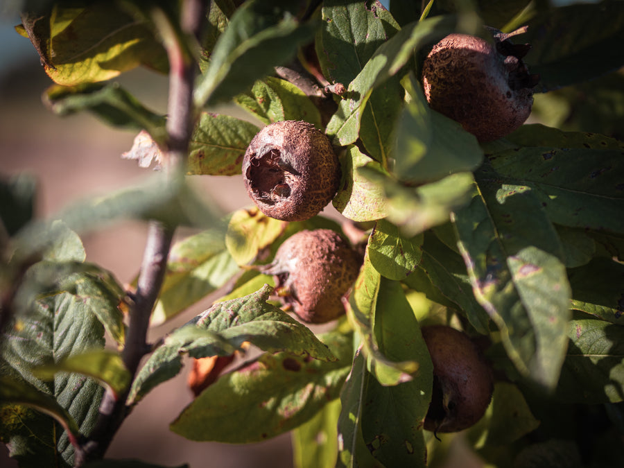 Mispel Nottingham — Mespilus germanica 'Nottingham'