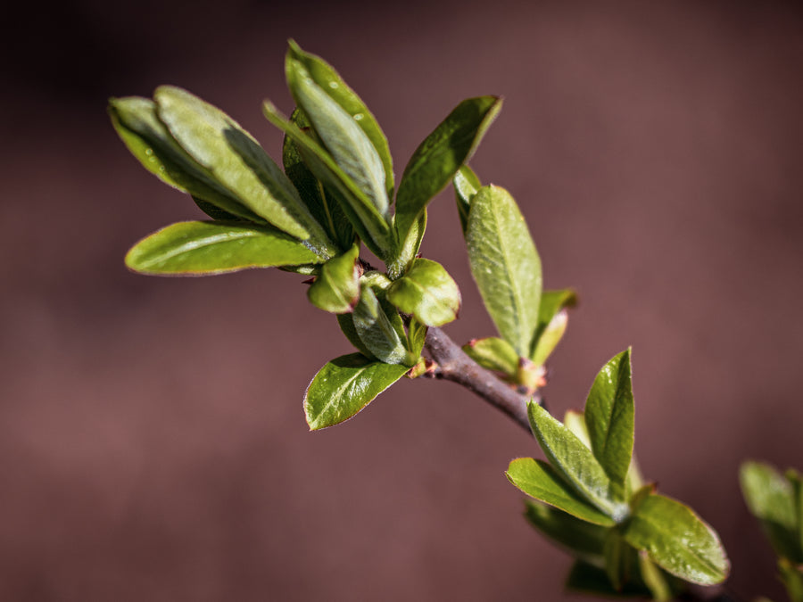 Mispel Nottingham — Mespilus germanica 'Nottingham'