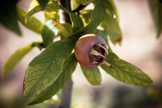 Mispel, Frucht im Detail