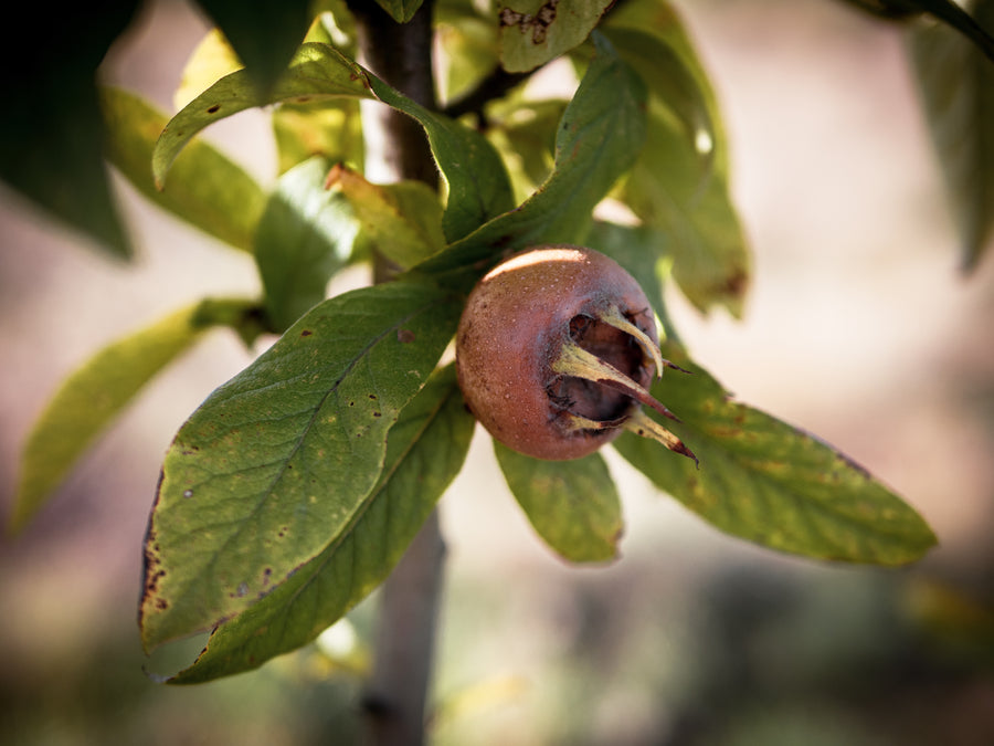 Mispel Szenteser Rose — Mespilus germanica 'Szenteser Rose'