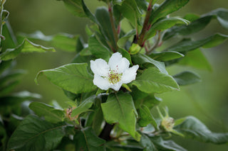 Mispel Szenteser Rose