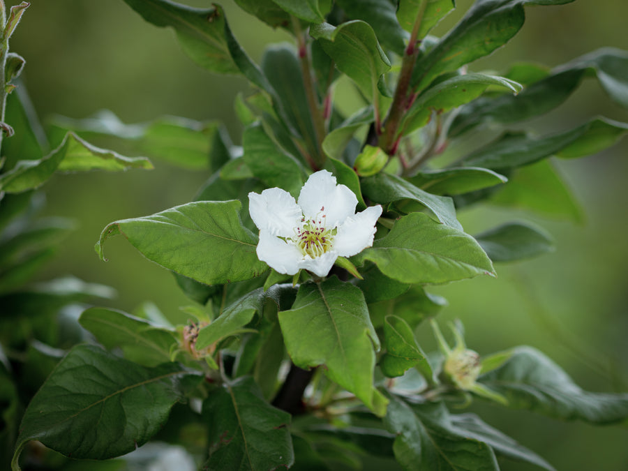 Mispel Szenteser Rose — Mespilus germanica 'Szenteser Rose'